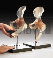 Hip Joint Full Function Profession​al Model Bone